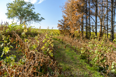 March 2020 / VERGARA_112