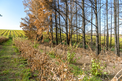 March 2020 / VERGARA_113