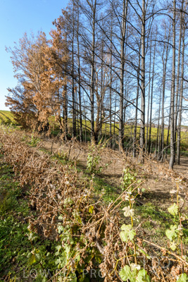 March 2020 / VERGARA_114