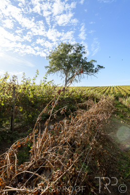 March 2020 / VERGARA_115