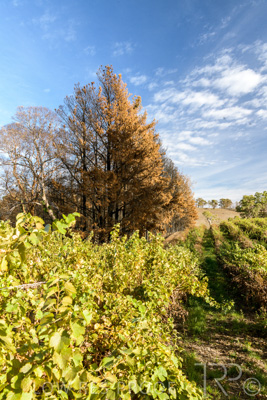 March 2020 / VERGARA_116