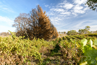 March 2020 / VERGARA_117