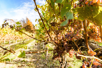 March 2020 / VERGARA_118