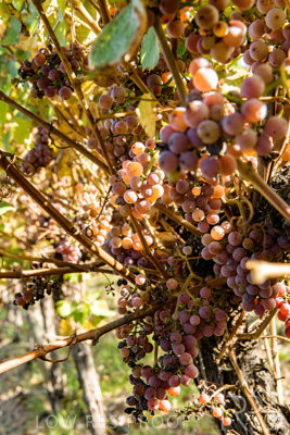 March 2020 / VERGARA_119