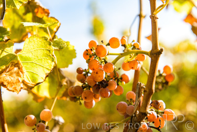 March 2020 / VERGARA_120