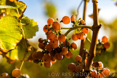 March 2020 / VERGARA_121