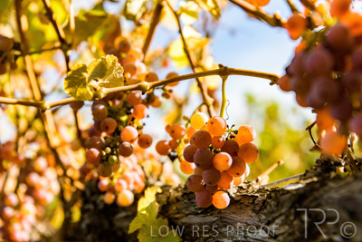 March 2020 / VERGARA_124