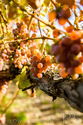 March 2020 / VERGARA_125