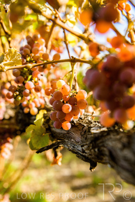 March 2020 / VERGARA_126