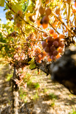 March 2020 / VERGARA_127