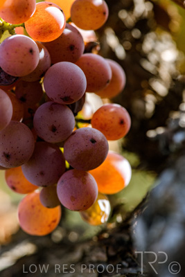 March 2020 / VERGARA_128