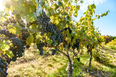 March 2020 / VERGARA_129