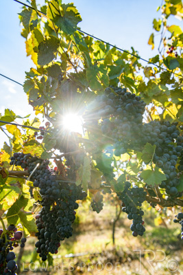 March 2020 / VERGARA_130