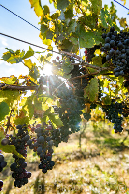 March 2020 / VERGARA_131