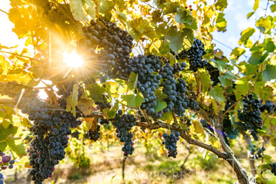 March 2020 / VERGARA_132