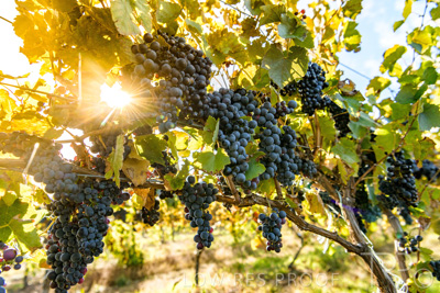 March 2020 / VERGARA_133