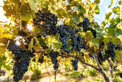 March 2020 / VERGARA_134