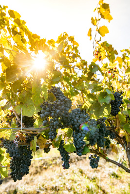 March 2020 / VERGARA_136