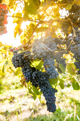 March 2020 / VERGARA_138