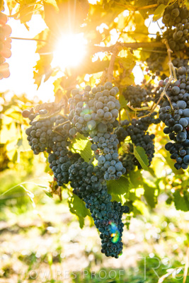 March 2020 / VERGARA_139