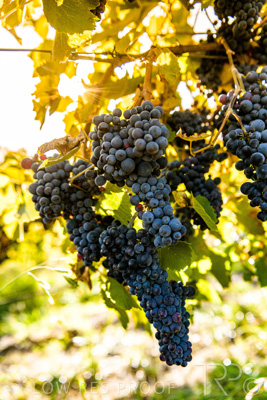 March 2020 / VERGARA_140