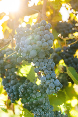 March 2020 / VERGARA_141