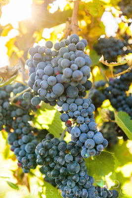 March 2020 / VERGARA_142