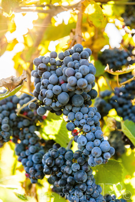 March 2020 / VERGARA_143