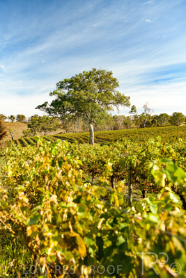 March 2020 / VERGARA_145