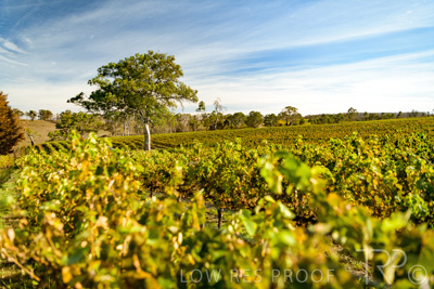 March 2020 / VERGARA_147