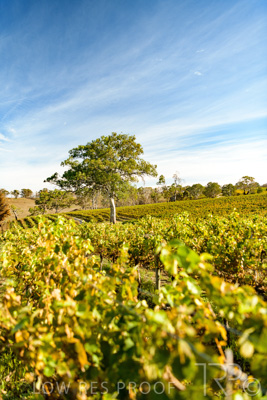 March 2020 / VERGARA_148