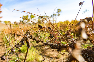 March 2020 / VERGARA_150