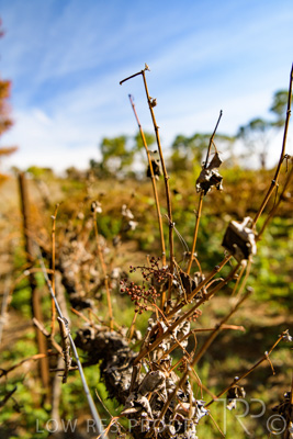 March 2020 / VERGARA_152