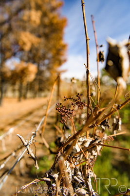 March 2020 / VERGARA_153