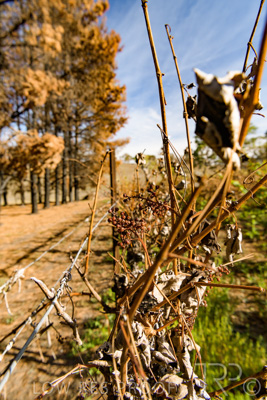 March 2020 / VERGARA_154