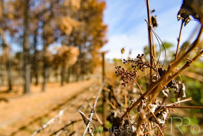 March 2020 / VERGARA_157