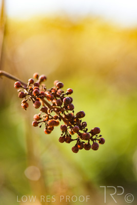 March 2020 / VERGARA_159