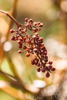 March 2020 / VERGARA_160