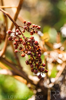 March 2020 / VERGARA_161