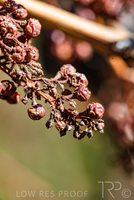 March 2020 / VERGARA_163