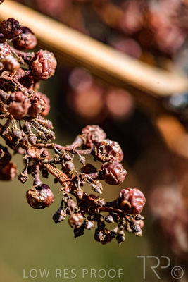 March 2020 / VERGARA_164