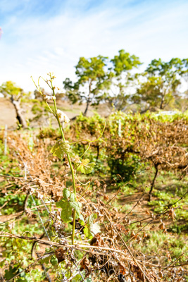 March 2020 / VERGARA_166