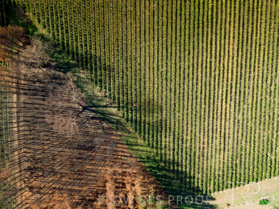 March 2020 / VERGARA_176