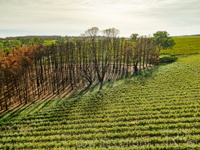 March 2020 / VERGARA_183