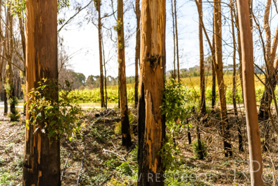 March 2020 / VERGARA_186