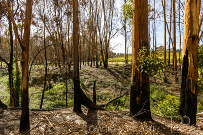 March 2020 / VERGARA_189