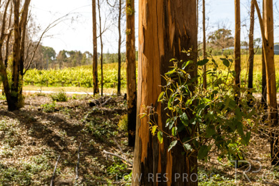 March 2020 / VERGARA_190