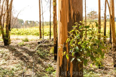 March 2020 / VERGARA_191