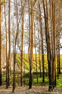 March 2020 / VERGARA_193