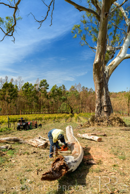 March 2020 / VERGARA_204